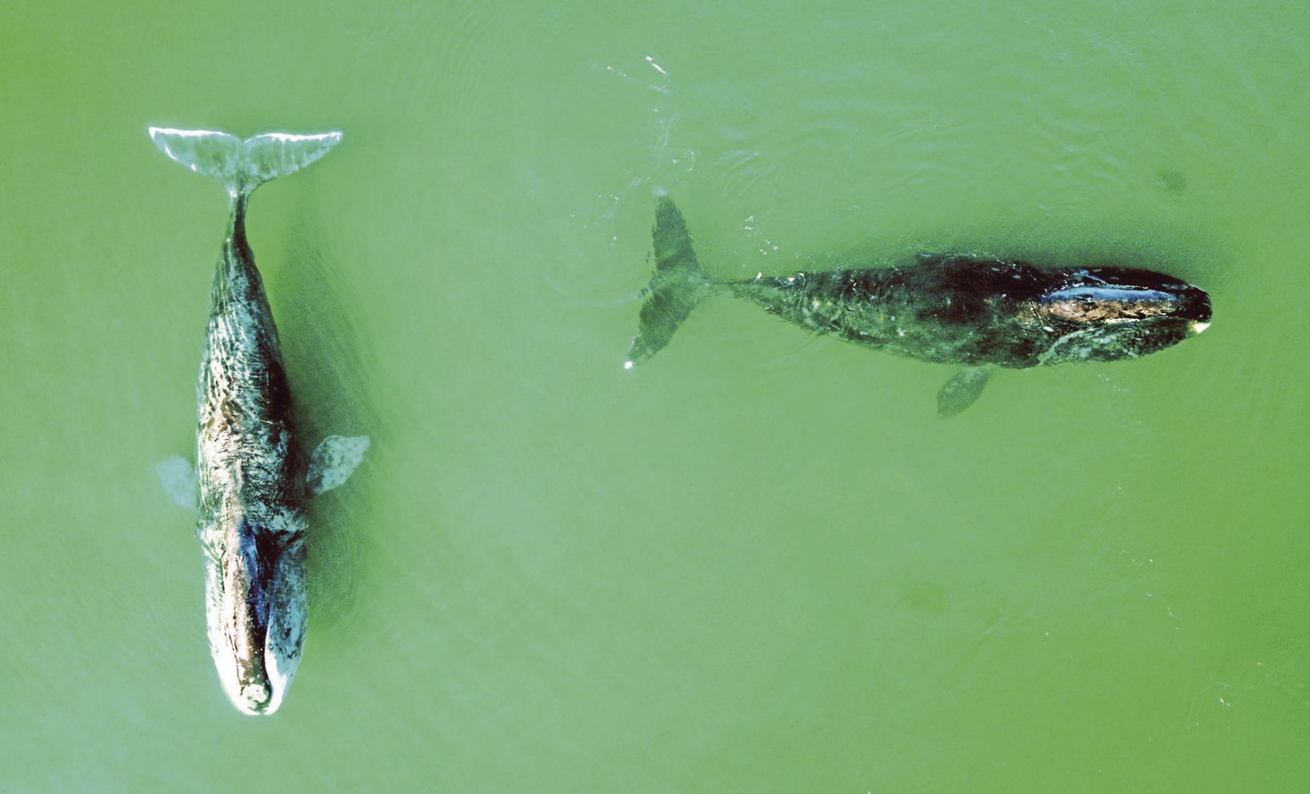WORLD-NEWS-ENDANGERED-ANIMALS-GET